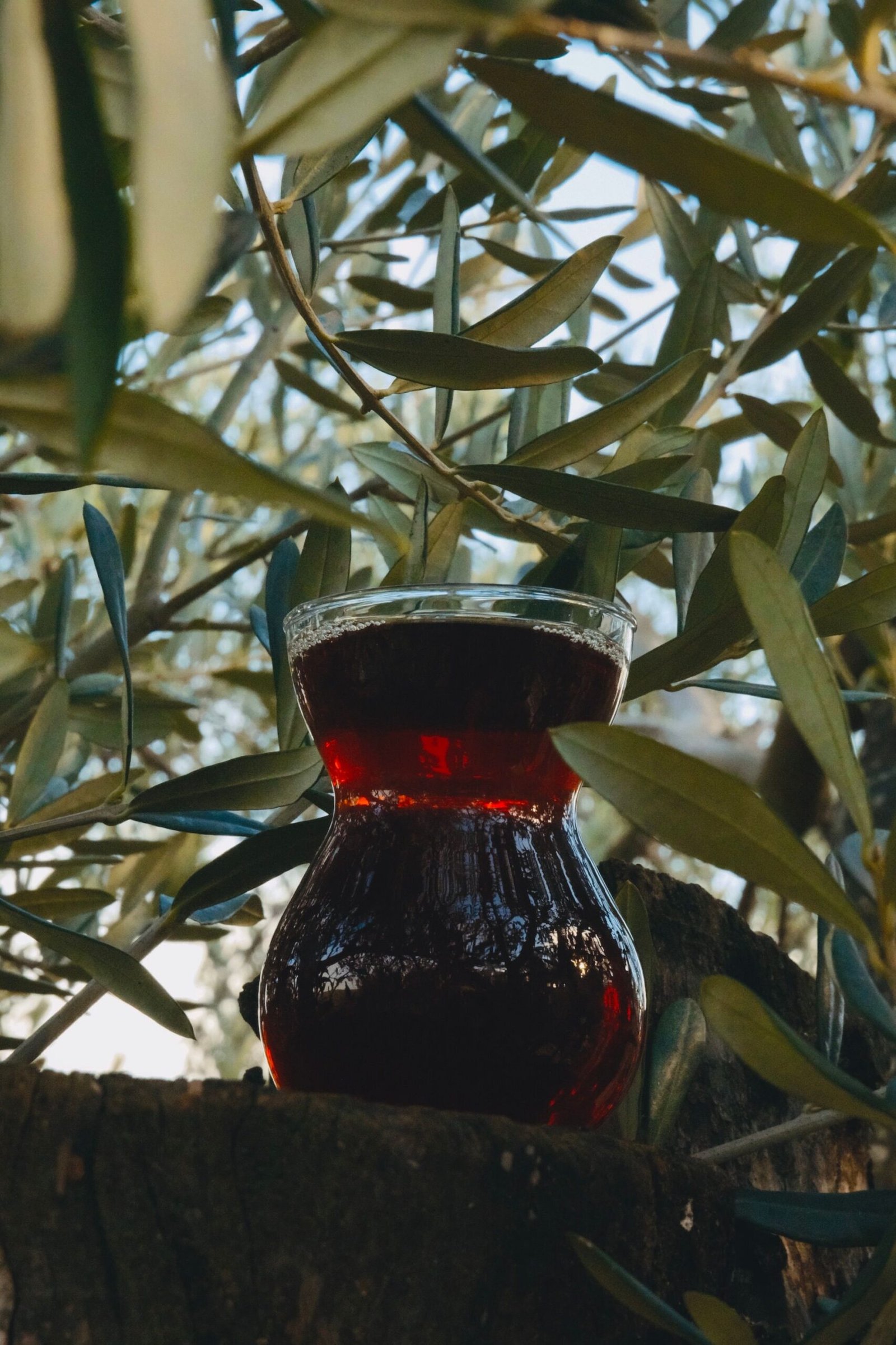 olive leaf tea benefits