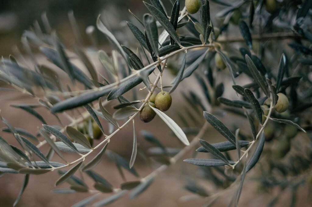 olive leaf tea benefits