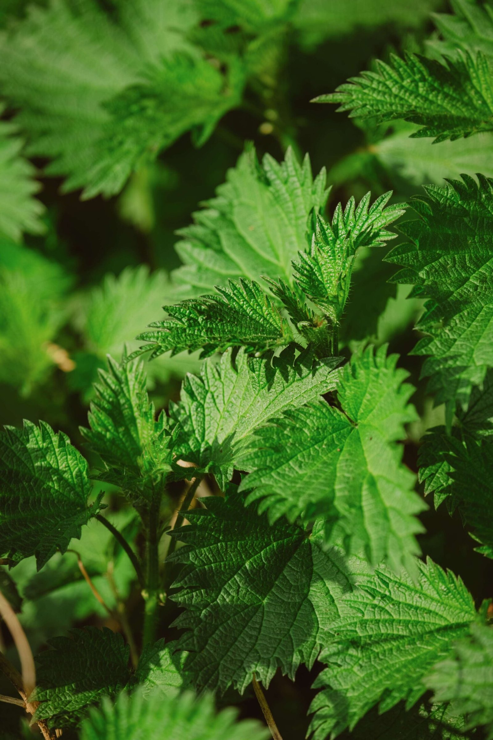 nettle tea pregnancy