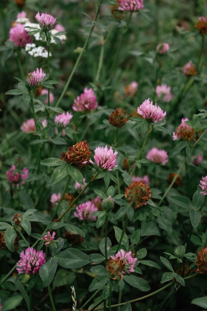red clover benefits for skin