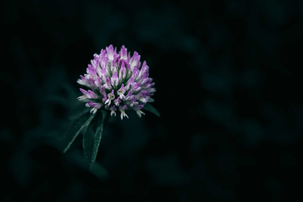 red clover benefits for skin
